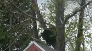 Black Bear Invades Downtown Breckenridge CO on 6309 [upl. by Morril]