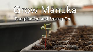 Grow Mānuka Transplanting from the seed tray [upl. by Albric205]