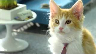 Bouygues Telecom  Les chatons Telecoms [upl. by Niliac]