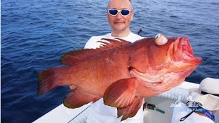 Групер красный Grouper Red Epinephelus morio [upl. by Strepphon430]