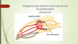 Filogenia del Sistema Nervioso [upl. by Howes663]