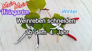 Weinrebe zurück schneiden ab 4 Jahr Rückschnitt Weinrebe im Winter  Herbst Trauben Video 2 [upl. by Presley]