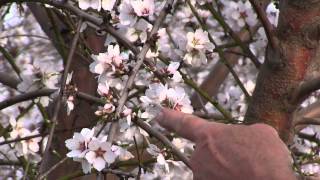 Almond Bloom on 4 yr old trees [upl. by Akkinahs320]