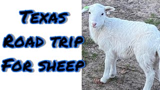 St Croix Sheep in Texas [upl. by Andromeda30]