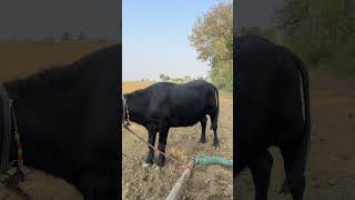 Mahare khet mai jhota 🐂🐂 [upl. by Uni]