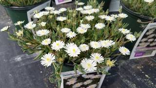 Delosperma Jewel of Desert Moonstone Ice Plant  Amazing Sun amp Drought Tolerant Perennials [upl. by Abigale]