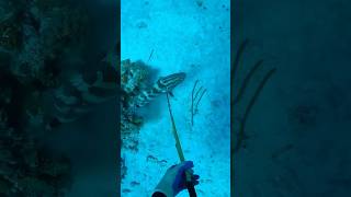 ExumaBahamas 🤙🏽🇧🇸 shortvideo bahamasislands voiceover spearfishing [upl. by Kobi]