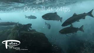 Sockeye salmon fighting rapids in river 4K stock footage [upl. by Yendyc447]