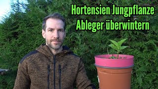 Hortensien Jungpflanze im Topf überwintern  Hortensien Jungpflanzen über den Winter bringen [upl. by Lilhak981]