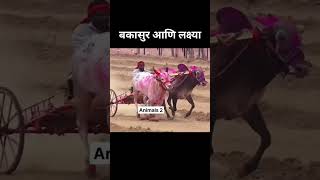 बकासुर आणि लक्ष्या naadekachbailgadasharyat bailgadasharyat shotsvideo बैलगाडाशर्यतstatus [upl. by Netsirt]