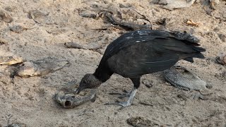 Black Vultures Devouring Dead Fish [upl. by Eineeuq]