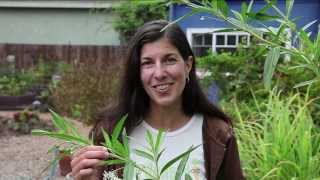 Growing Milkweed for Monarch Butterflies [upl. by Odnesor49]