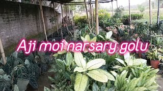 Aji moi narsary golu🌺Asifa family vlogdailyvlog [upl. by Suiram]