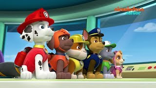 Paw Patrol  la PatPatrouille  Compilation canine  NICKELODEON JUNIOR [upl. by Leelah]