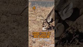 WHICH DEER DO YOU CHOOSE deer hunting deerhunting bucks shorts [upl. by Enyrehtac509]