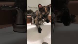 My sister Polly 🐾 cat funny kitten viralvideo tortiecat asmr sorts [upl. by Auof]