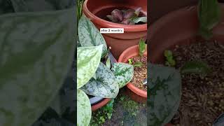 Scindapsus pictus Exotica aka Satin PothosStem Cuttings Propagation plantingtips [upl. by Buff]