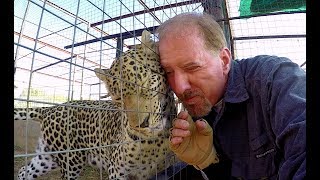 Do Leopards Purr  Cute Affectionate Big Cat Purrs amp Rumbles Like Kitten At Cheetah Breeding Center [upl. by Timi734]