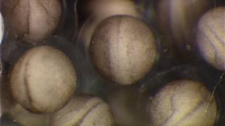 Movie 3 Group of Xenopus tropicalis embryos from the neurula to early tailbud stages [upl. by Gunilla]