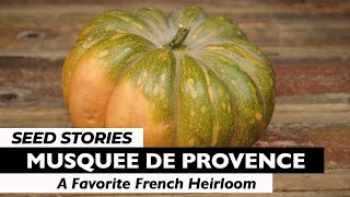 SEED STORIES  Musquee de Provence A Favorite French Heirloom [upl. by Swords]