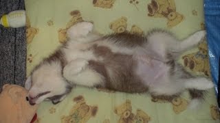 ハスキー子犬 baby husky Alice アリスは子犬の頃から喧しかった [upl. by Ettelracs]