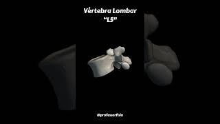 Vértebra Lombar  L5 [upl. by Noj643]