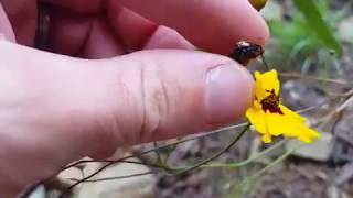 Plains Coreopsis Coreopsis tinctoria growing and how to Save Plains Coreopsis seeds [upl. by Nie]