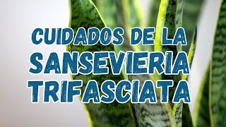 Cuidados de la Sansevieria trifasciata [upl. by Arbed]