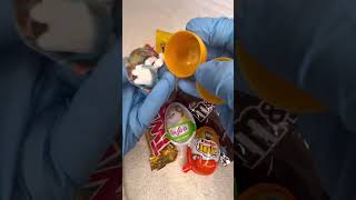 Unpacking kinder surprise 🍬🍬 chocolate shortvideo snacks tiktok funny cute cats sweet [upl. by Anitnelav874]