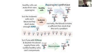 Asparaginase therapy for ALL biochemistry of asparaginase and asparagine synthetase [upl. by Januisz626]