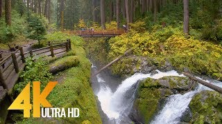 4K Virtual Hike  Amazing Nature Scenery with Soothing Music  Sol Duc Falls Nature Trail [upl. by Angelia]