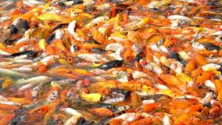 Koi Carp in China creating a sea of colour [upl. by Acire372]