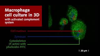 3D Reconstruction of Phagocytosis Assay in Macrophage Cell Culture [upl. by Priebe842]