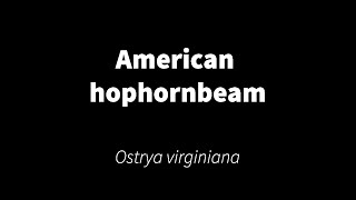 Ostrya virginiana  American hophornbeam [upl. by Rubenstein]