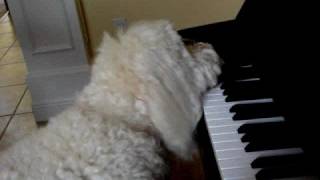 Dog Plays Piano  Elton Dog [upl. by Eerok]