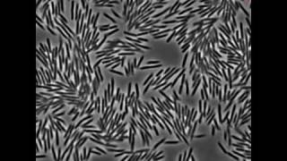 Motions of Swarming E coli Bacteria [upl. by Sophy]