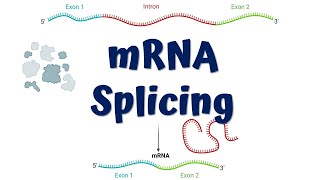 mRNA Splicing animation  Steps of mRNA Splicing [upl. by Crescantia]