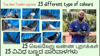 25 types of colours top class tumbler pigeon  1st time ever University blue Loft VP Arun [upl. by Emmuela520]