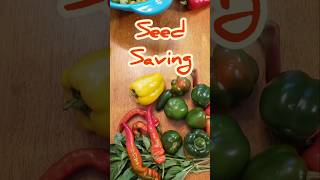 Seed Saving Advice  Tomato Seeds gardenshorts gardening seeds shorts [upl. by Jumbala]