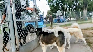 Rottweiler Tries To Get Through Huskies At Dog Park [upl. by Nylevol]