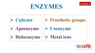 Cofactors Apoenzyme Holoenzyme Prosthetic groups Coenzyme [upl. by Line]