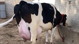 Jersey frien beautiful cow for sale on YouTube in Pakistan 03070566153 30924sale [upl. by Mirella]