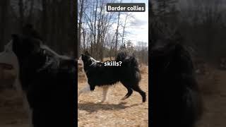 Border Collies bordercolliepuppy bordercollie smartdog puppy [upl. by Nabetse]