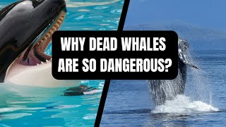 The Shocking Danger of Exploding Whales Why dead whales are so dangerous [upl. by Ibloc]