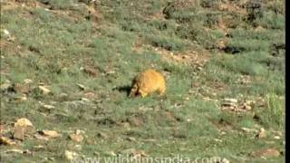 Mountain squirrels  Marmots [upl. by Calysta]