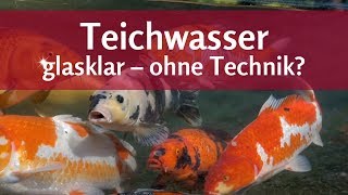 Endlich klares Teichwasser Grünes Wasser amp Schwebealgen einfach bekämpfen [upl. by Kynthia]