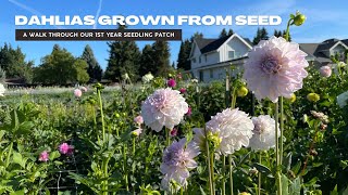 A Walk Through The First Year Dahlia Seedling Patch  Dahlias Grown From Seed [upl. by Roderick551]