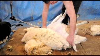 Sheep Shearing Demonstration [upl. by Edurtreg470]