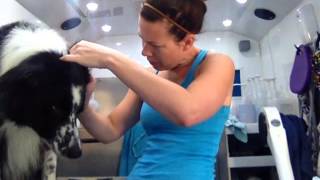 Positive reinforcement dog grooming  ear cleaning [upl. by Acirne]