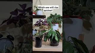 Which one will rise faster bottomwatering houseplant timelapse peacelily hypoestes calming [upl. by Magel685]